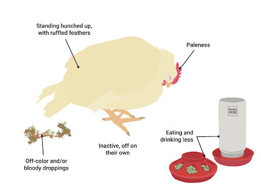 La betaina può resistere alla coccidiosi del pollo (sana)