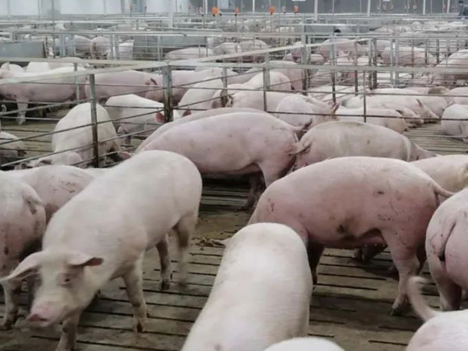 EFFETTO BETAINA NELL'ALIMENTAZIONE DEI MAIALI