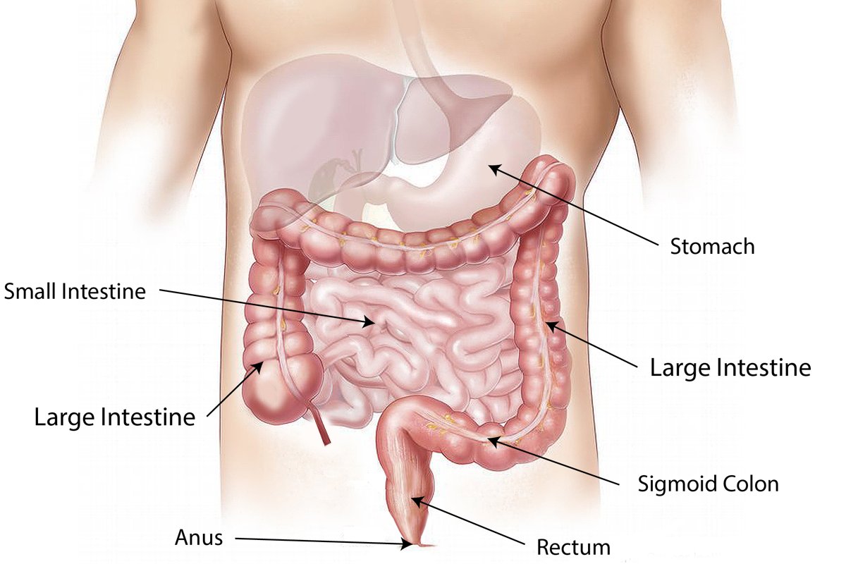 Meccanismo di effetto della betaina sul corpo umano