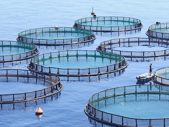 Applicazione della betaina nel cibo acquatico (sano)