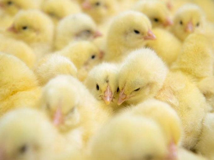 Effetti antistress della betaina nel pollame (sano)