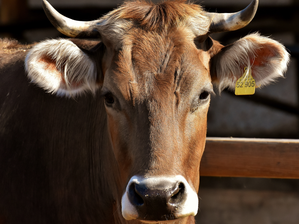 Il ruolo della betaina nell'alimentazione bovina