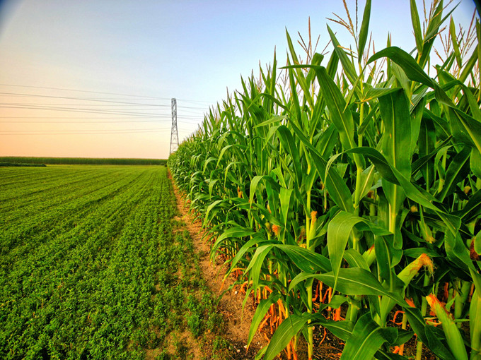 Il meccanismo della betaina in agricoltura (sano)