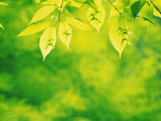Effetto della betaina sulla resistenza allo stress da bassa temperatura nelle piante (sano)