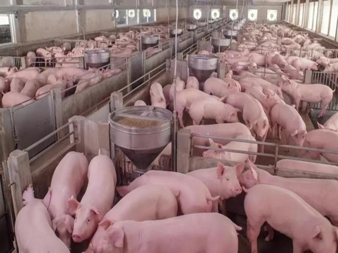 L'USO DELLA BETAINA NEI MAIALINI, NEI MAIALI DA INGRASSO E NEI SUINI DA RIPRODUZIONE