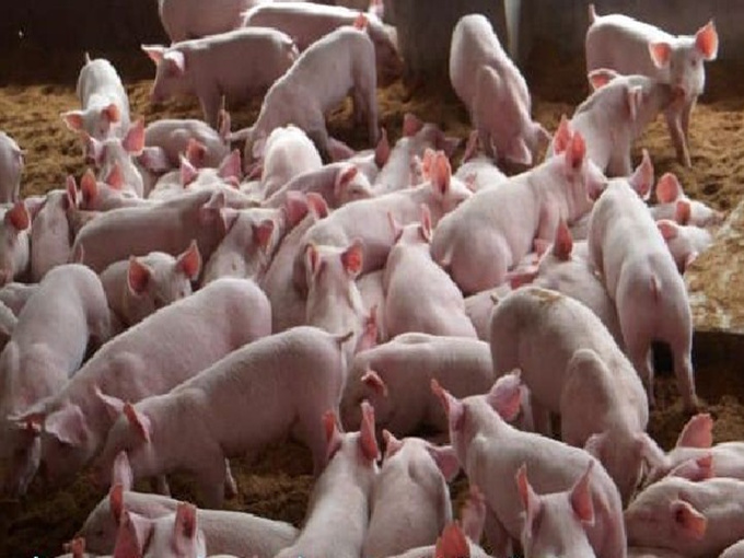 HA UN BUON GUSTO IL MAIALE CHE AGGIUNGE BETAINA NELL'ALIMENTAZIONE GIORNALIERA?