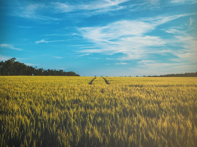 EFFETTO DEL LIQUIDO DI BETAINA SULL'AGRICOLTURA