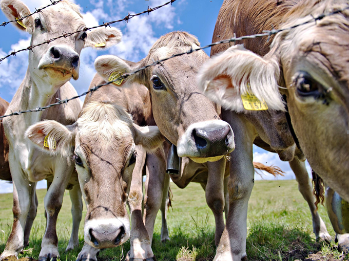 Effetti della betaina sulla crescita dei bovini da carne (sano)