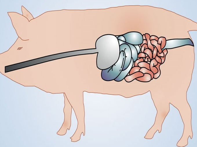 In che modo la betaina è vantaggiosa per l'intestino del maiale