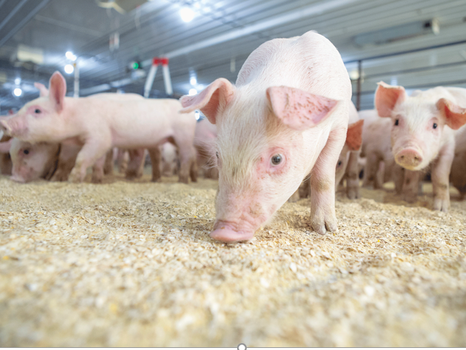 In che modo la betaina regola il grasso nell'alimentazione（sano）