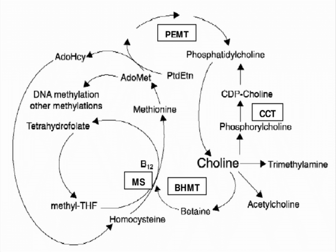 Relazione tra betaina e vitamina (sano)