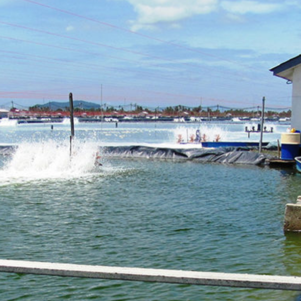 Betaina nei mangimi acquatici