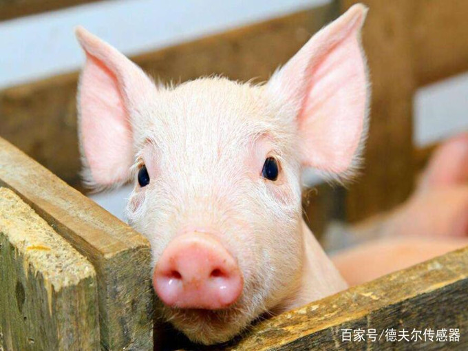 Effetti nutrizionali della betaina sugli animali
