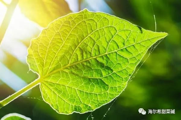La relazione tra betaina, colina e metionina